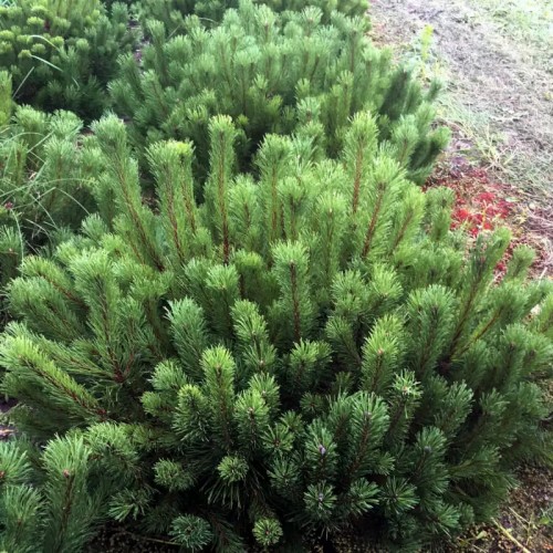 Pinus mugo var.mughus - Lookjas mägimänd C2/2L